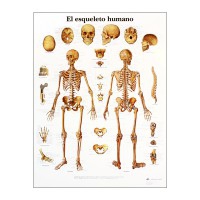 Lámina de anatomía: Esqueleto humano